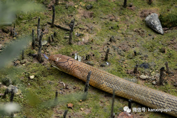 新加坡上演眼鏡王蛇PK大蟒蛇,真實爭霸戰!誰吃掉了誰