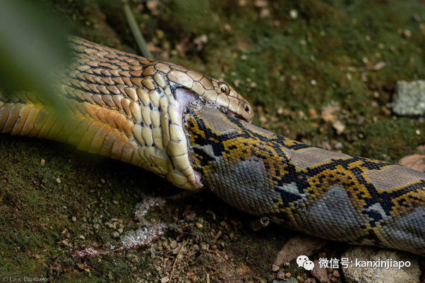 新加坡上演眼鏡王蛇PK大蟒蛇,真實爭霸戰!誰吃掉了誰