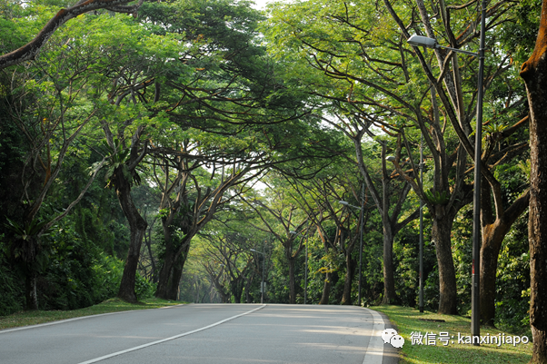 新加坡最多野生榴梿藏在這裏!但采摘卻是犯法的