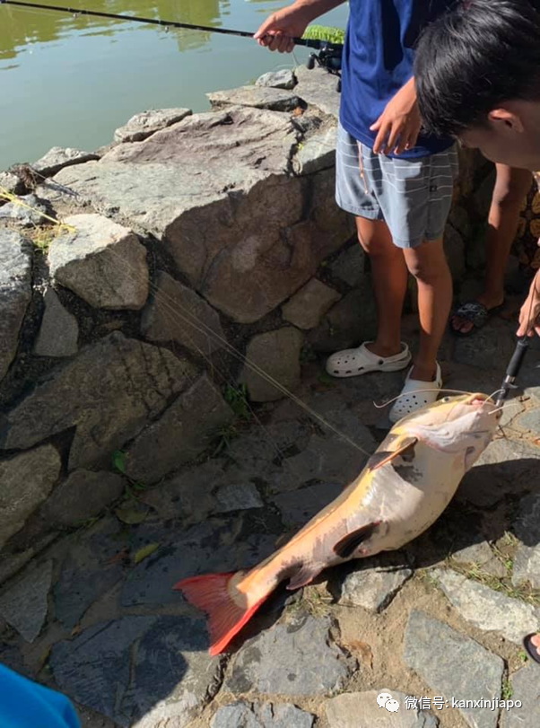 新加坡小桂林釣到大紅尾鲶魚!卻不知不覺中違法了……