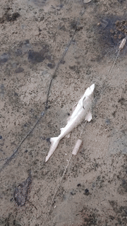 數十只幼年礁鲨、螃蟹、魚在新加坡外島被長500米刺網勒死