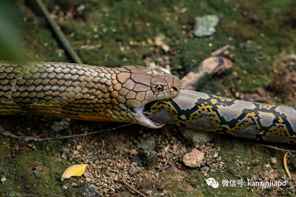 新加坡上演眼镜王蛇PK大蟒蛇，真实争霸战！谁吃掉了谁