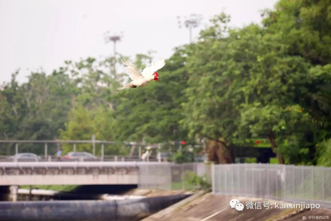新加坡一白羽公鸡姿态优美飞过河，网友惊呼真“飞鸡”！
