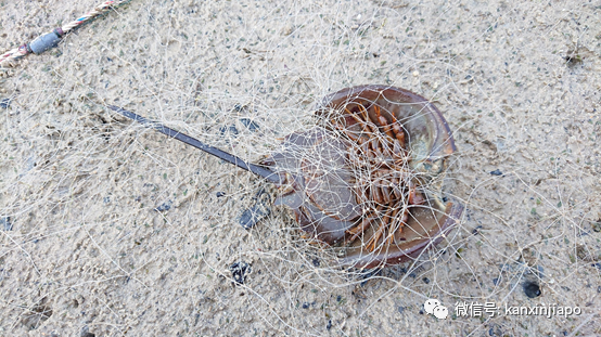 數十只幼年礁鲨、螃蟹、魚在新加坡外島被長500米刺網勒死