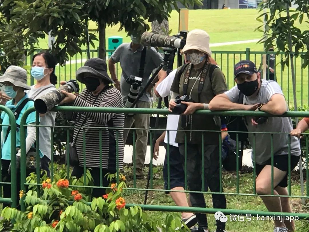新加坡组屋区出现“失恋”鸳鸯，引众人围观
