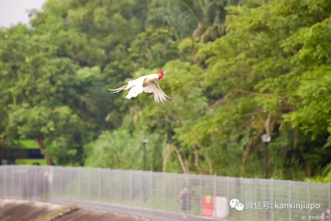 新加坡一白羽公鸡姿态优美飞过河，网友惊呼真“飞鸡”！