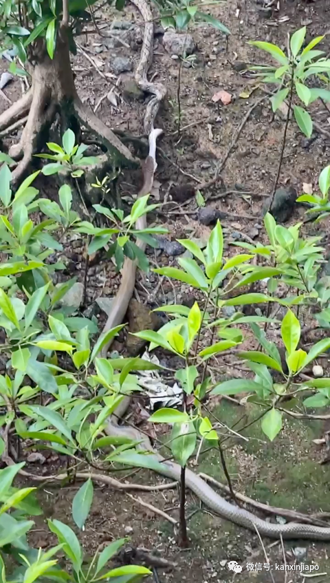 新加坡上演眼鏡王蛇PK大蟒蛇,真實爭霸戰!誰吃掉了誰