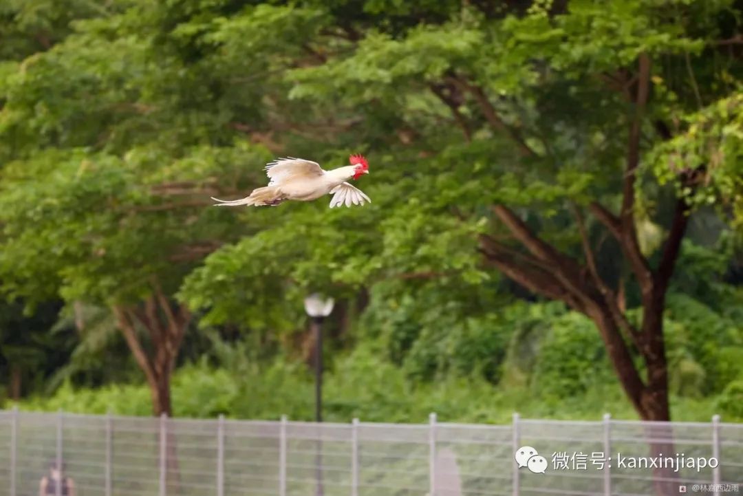 新加坡一白羽公鸡姿态优美飞过河，网友惊呼真“飞鸡”！