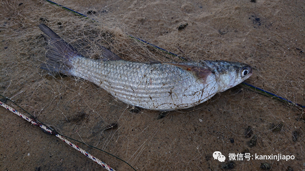 数十只幼年礁鲨、螃蟹、鱼在新加坡外岛被长500米刺网勒死