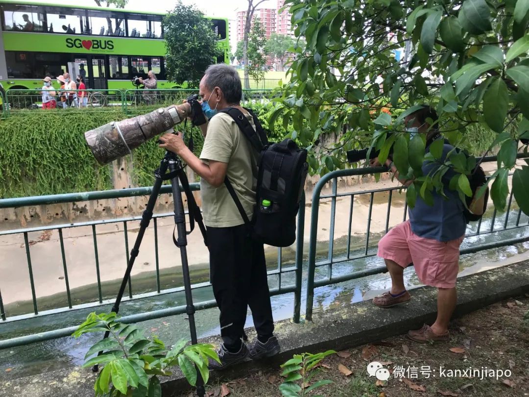 新加坡组屋区出现“失恋”鸳鸯，引众人围观