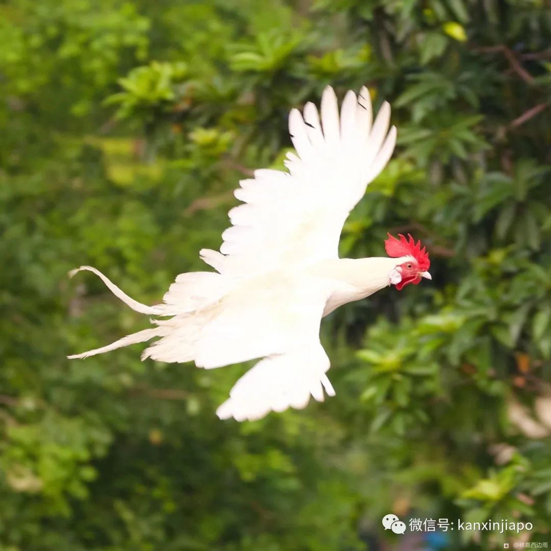 新加坡一白羽公鸡姿态优美飞过河,网友惊呼真“飞鸡”!