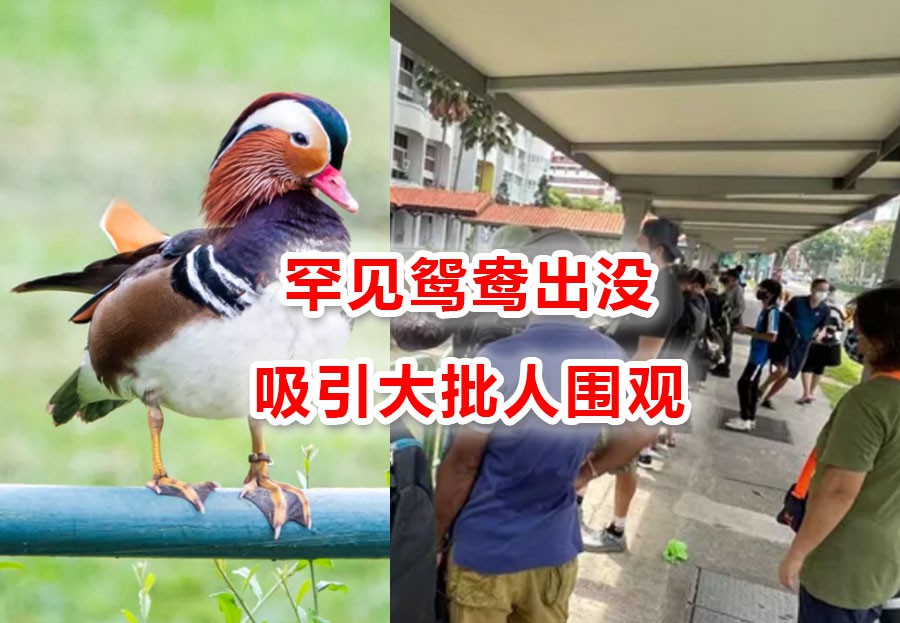 新加坡组屋区出现“失恋”鸳鸯,引众人围观