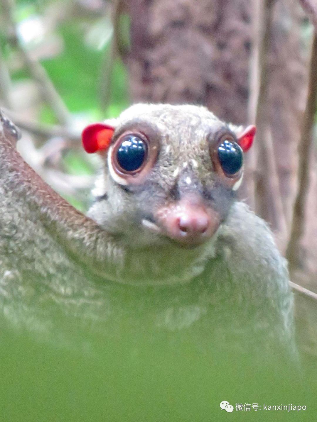 偶遇新加坡神奇生物,水汪汪大眼簡直萌化人心