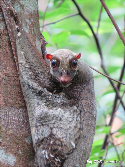 偶遇新加坡神奇生物,水汪汪大眼簡直萌化人心