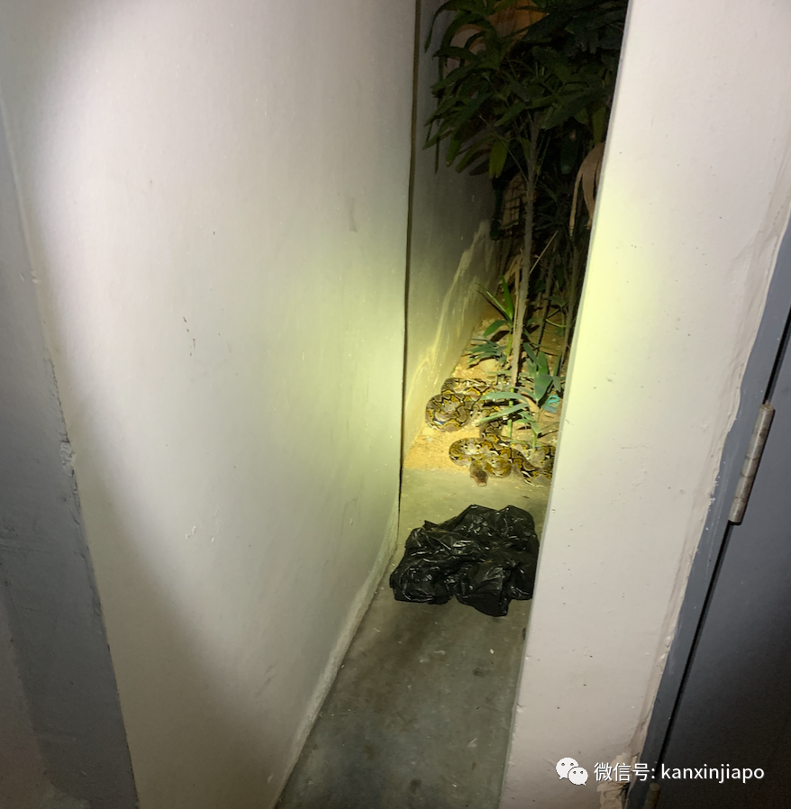 新加坡公寓惊现大蟒蛇，徒手生捕现场