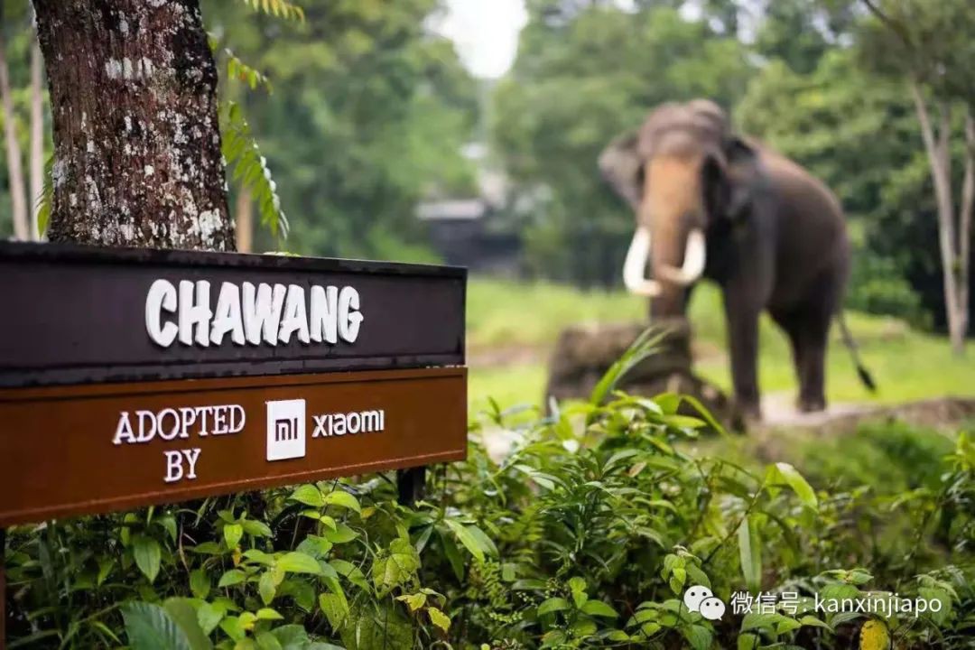 小米新加坡牵手Night Safari动物园网红大象，温情满满