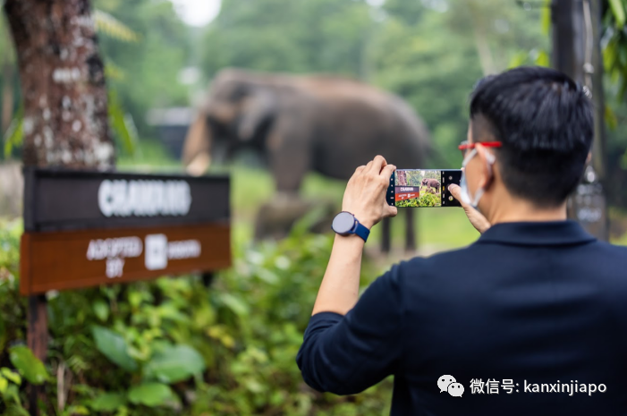小米新加坡牵手Night Safari动物园网红大象，温情满满