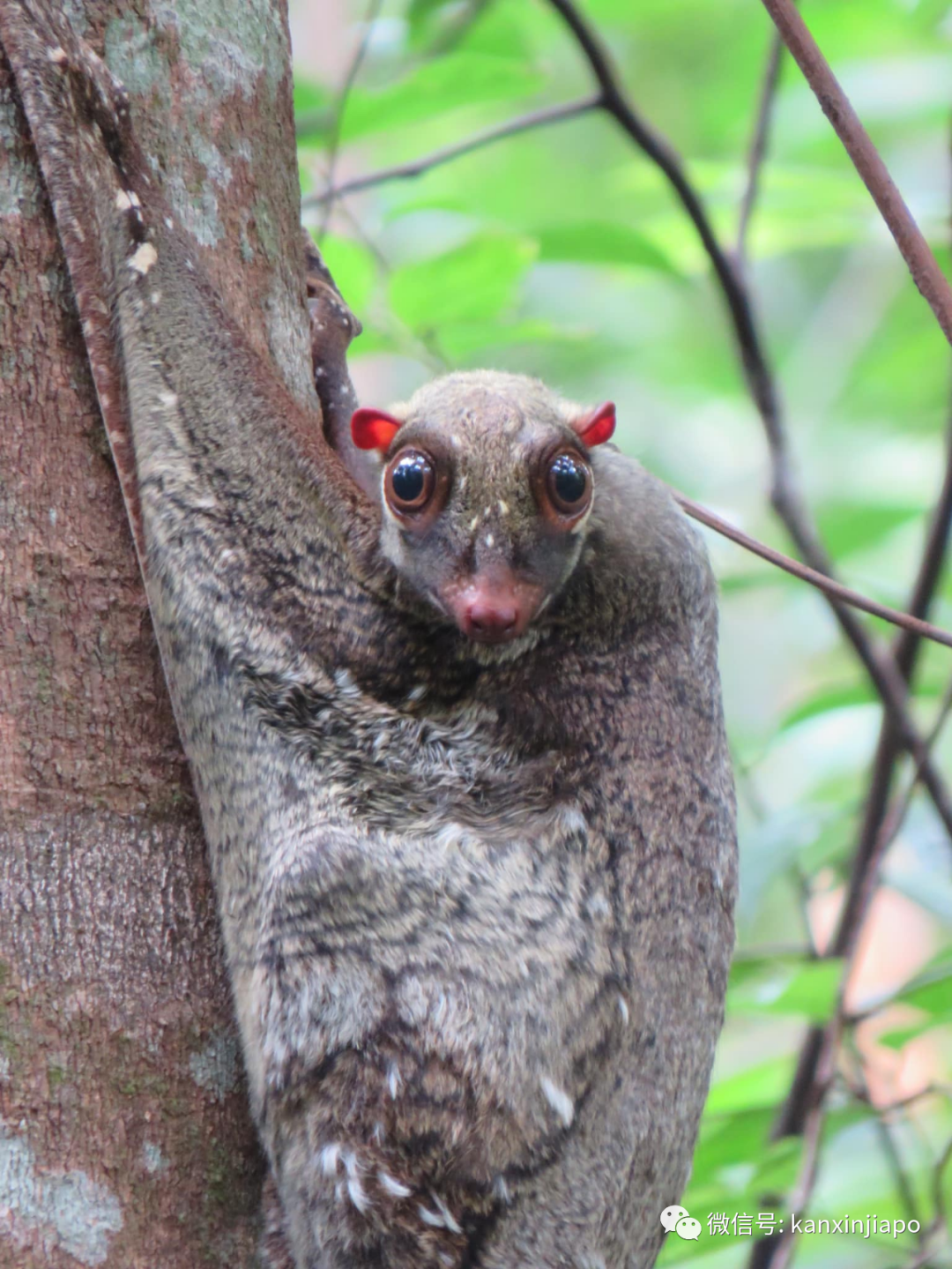 偶遇新加坡神奇生物,水汪汪大眼簡直萌化人心