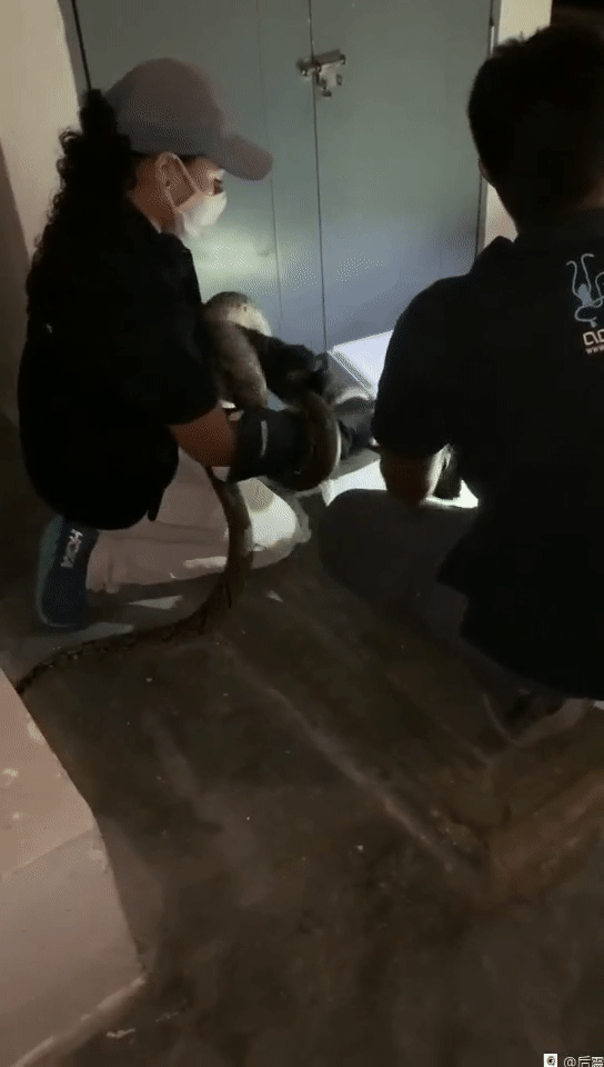 新加坡公寓惊现大蟒蛇，徒手生捕现场