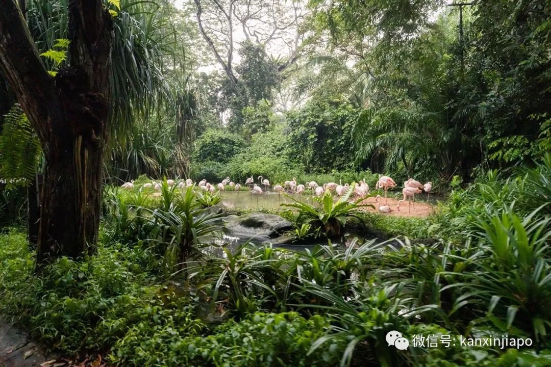 小米新加坡牽手Night Safari動物園網紅大象，溫情滿滿