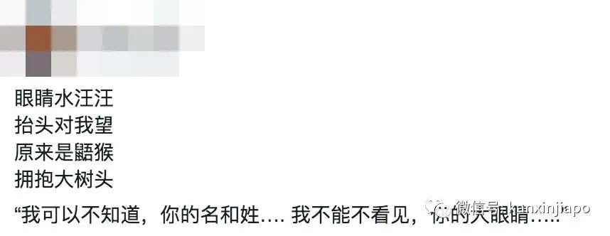 偶遇新加坡神奇生物，水汪汪大眼简直萌化人心