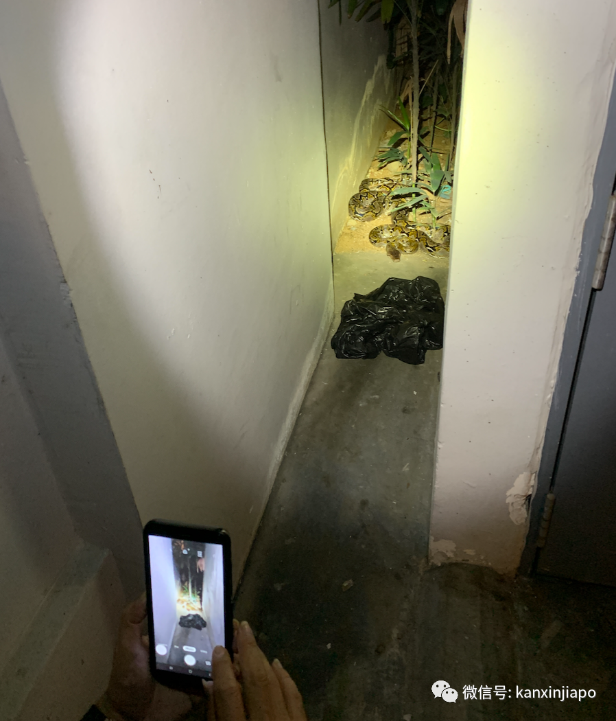 新加坡公寓惊现大蟒蛇，徒手生捕现场