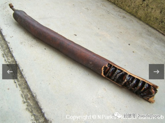 增长奇奇怪怪的知识!在新加坡遇见一棵挂着香肠的树