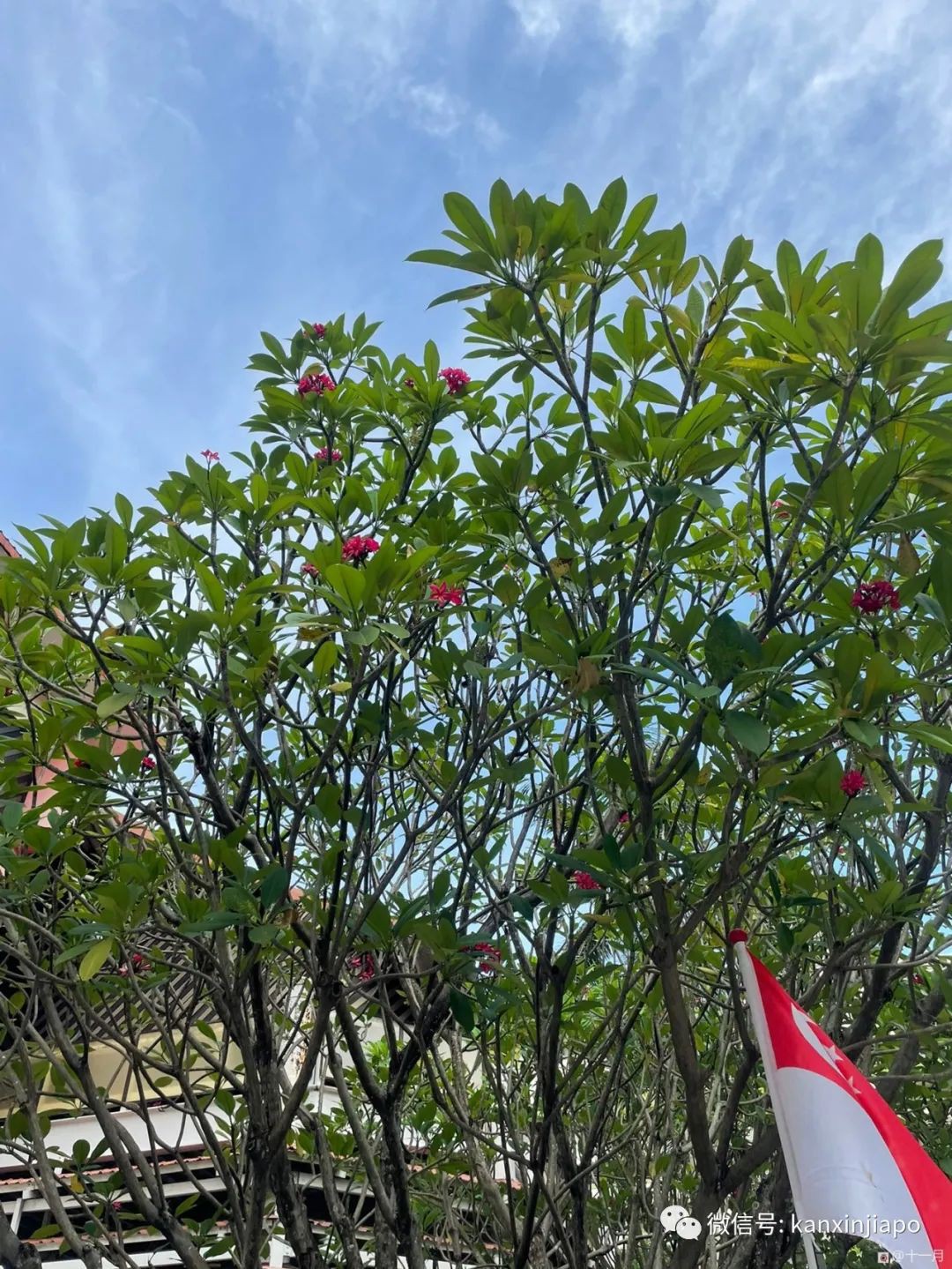 “網上申請Singpass收不到密碼信,我去CC申請,當天就拿到疫苗證明”