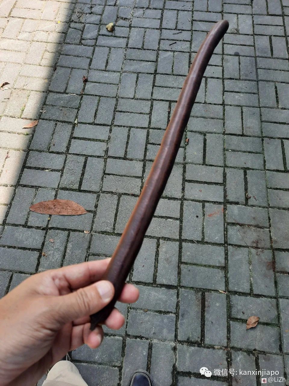 增长奇奇怪怪的知识!在新加坡遇见一棵挂着香肠的树