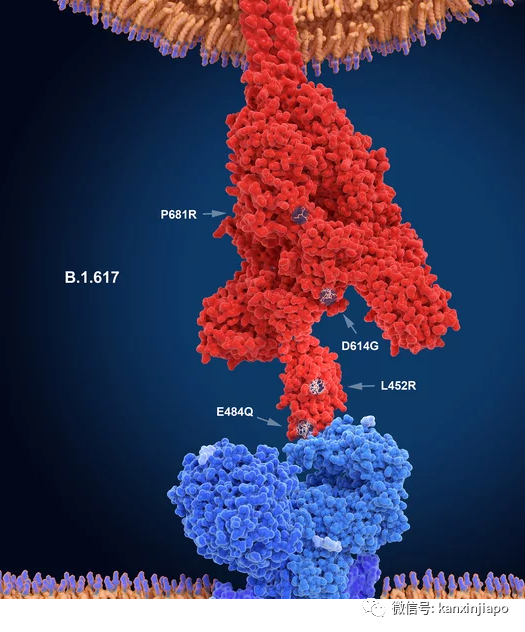 泰國發現德爾塔毒株的4個新分株,會是新威脅嗎?