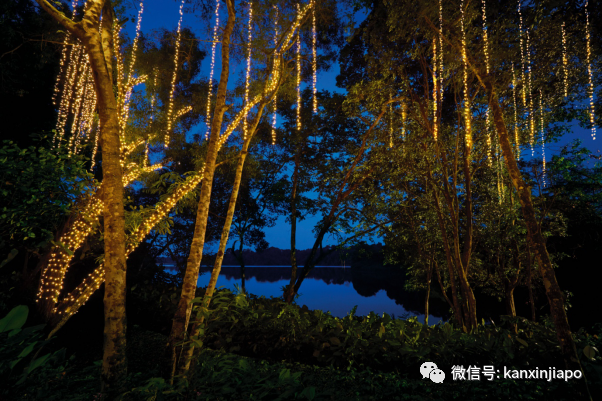 猫山王啤酒配新加坡美食，夜间野生动物园奢华帐篷晚宴再次来袭！