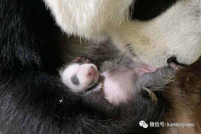 新加坡唯一的熊猫宝宝性别揭晓！李显龙总理欢喜恭贺