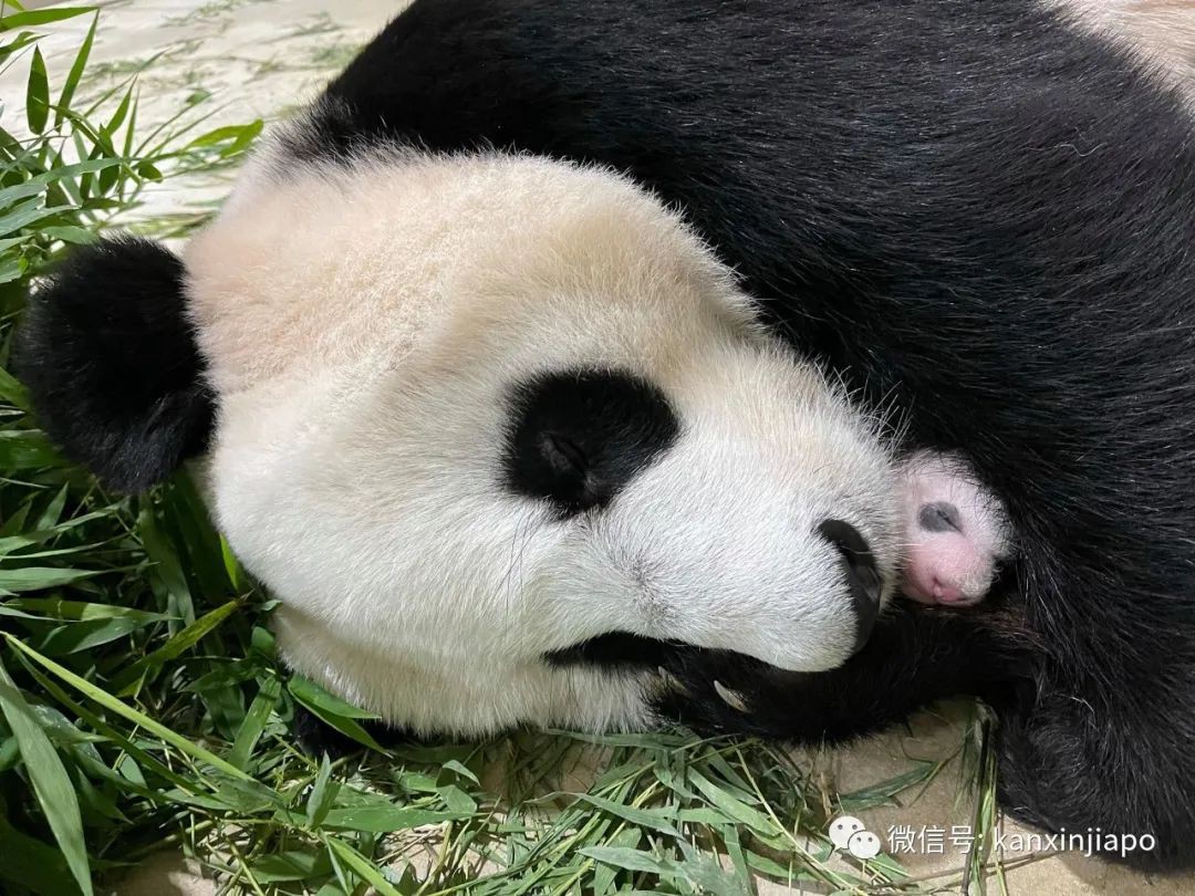 新加坡唯一的熊貓寶寶性別揭曉!李顯龍總理歡喜恭賀