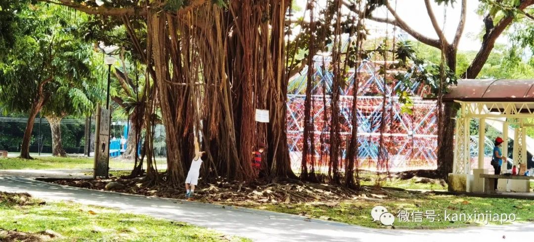 新加坡小衆遛娃好去處,吃喝玩樂一應俱有~