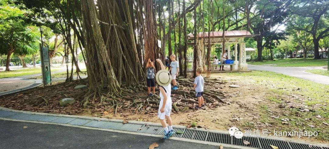 新加坡小衆遛娃好去處,吃喝玩樂一應俱有~