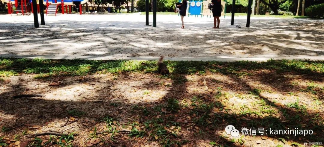 新加坡小众遛娃好去处，吃喝玩乐一应俱有～