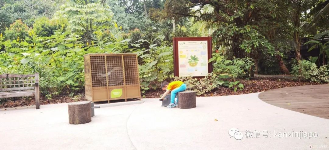 解鎖新加坡遛娃寶藏地:世界遺産植物園之兒童樂園