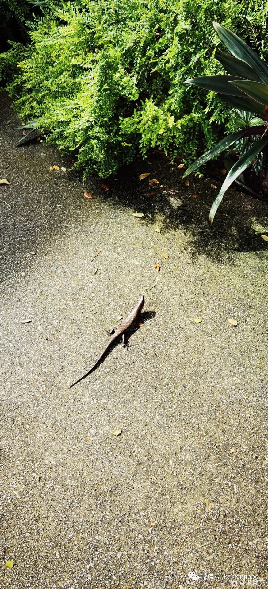 解鎖新加坡遛娃寶藏地:世界遺産植物園之兒童樂園