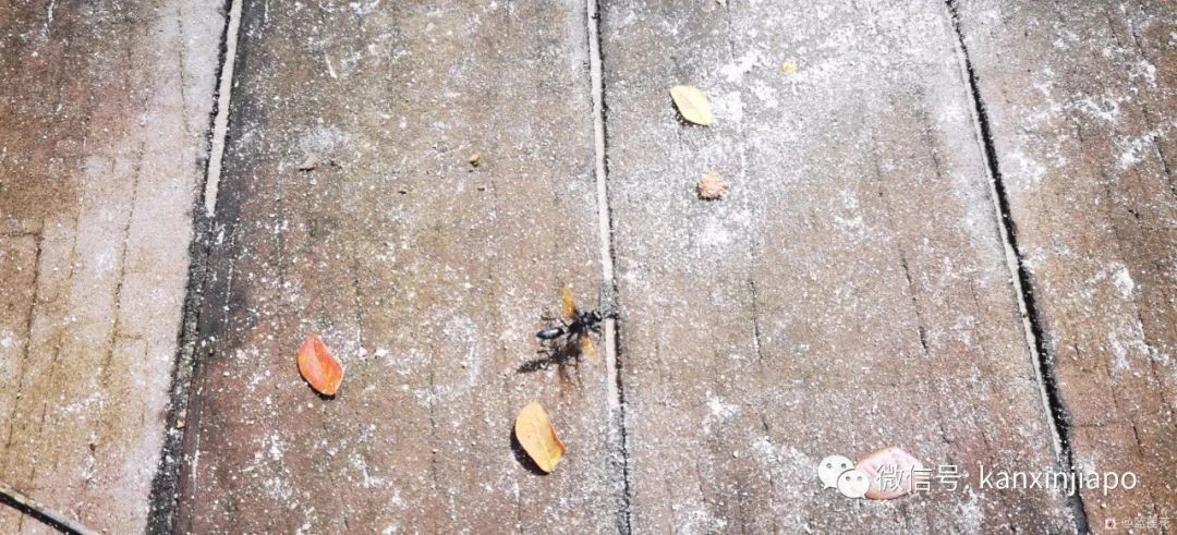 解鎖新加坡遛娃寶藏地:世界遺産植物園之兒童樂園