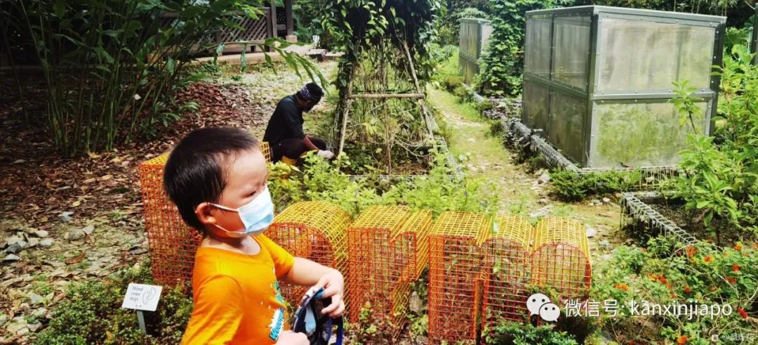 解鎖新加坡遛娃寶藏地:世界遺産植物園之兒童樂園