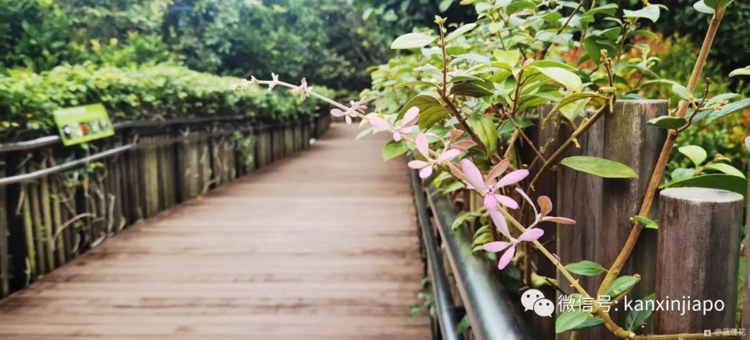 解鎖新加坡遛娃寶藏地:世界遺産植物園之兒童樂園