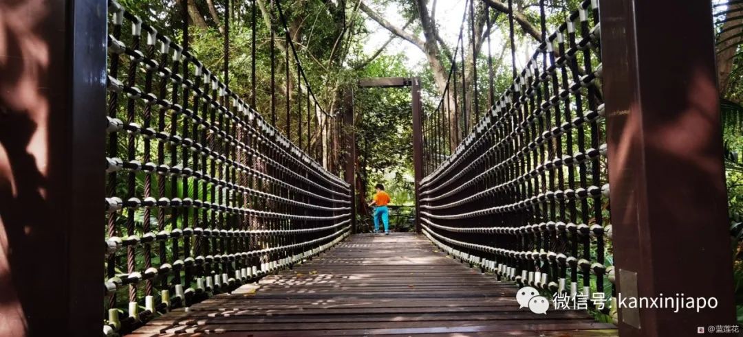 解鎖新加坡遛娃寶藏地:世界遺産植物園之兒童樂園