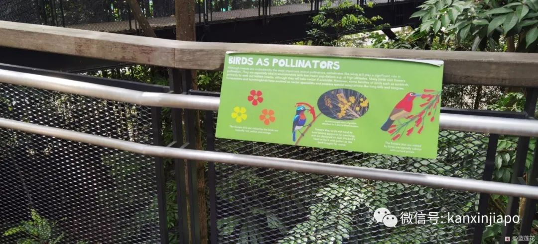 解鎖新加坡遛娃寶藏地:世界遺産植物園之兒童樂園