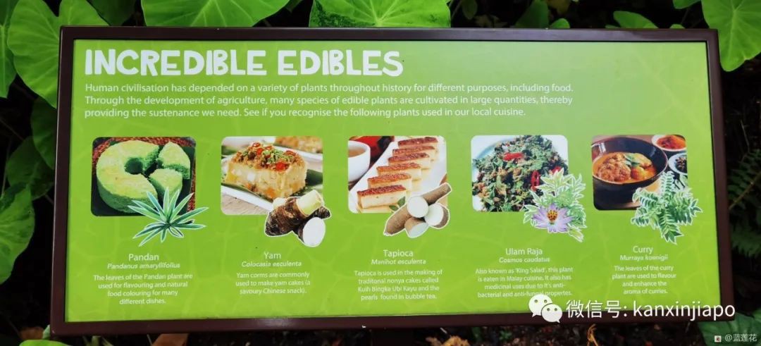 解鎖新加坡遛娃寶藏地:世界遺産植物園之兒童樂園