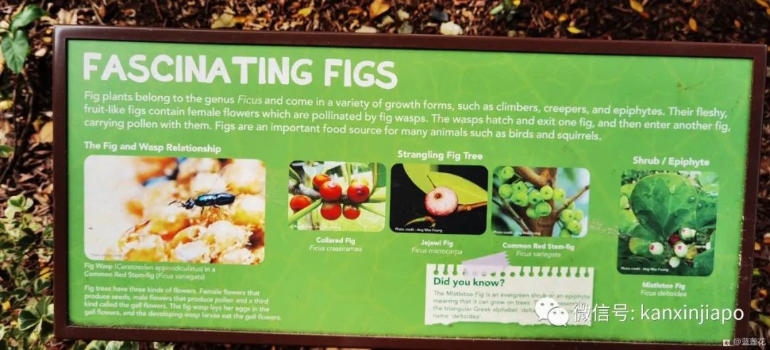 解鎖新加坡遛娃寶藏地:世界遺産植物園之兒童樂園