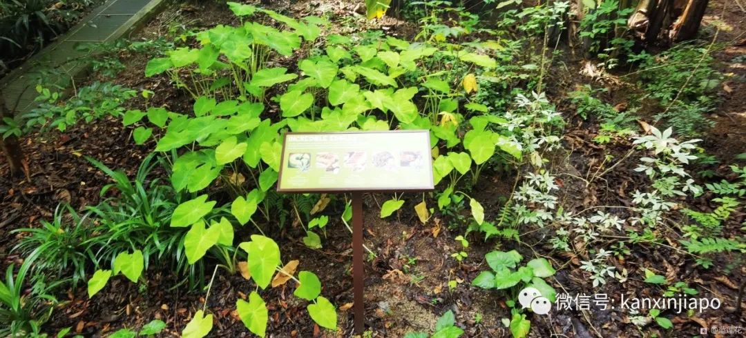 解鎖新加坡遛娃寶藏地:世界遺産植物園之兒童樂園