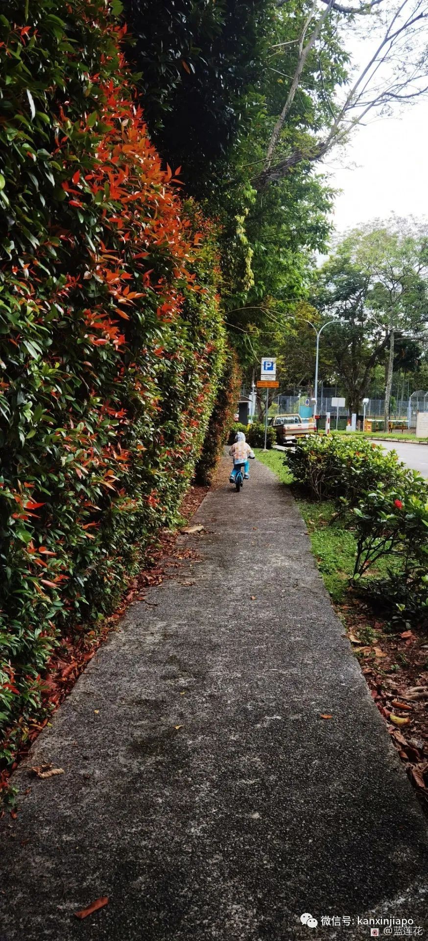 解鎖新加坡遛娃寶藏地:世界遺産植物園之兒童樂園