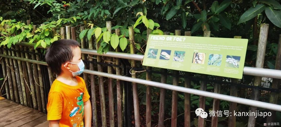 解鎖新加坡遛娃寶藏地：世界遺産植物園之兒童樂園