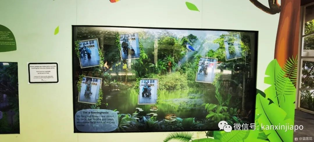 解鎖新加坡遛娃寶藏地:世界遺産植物園之兒童樂園