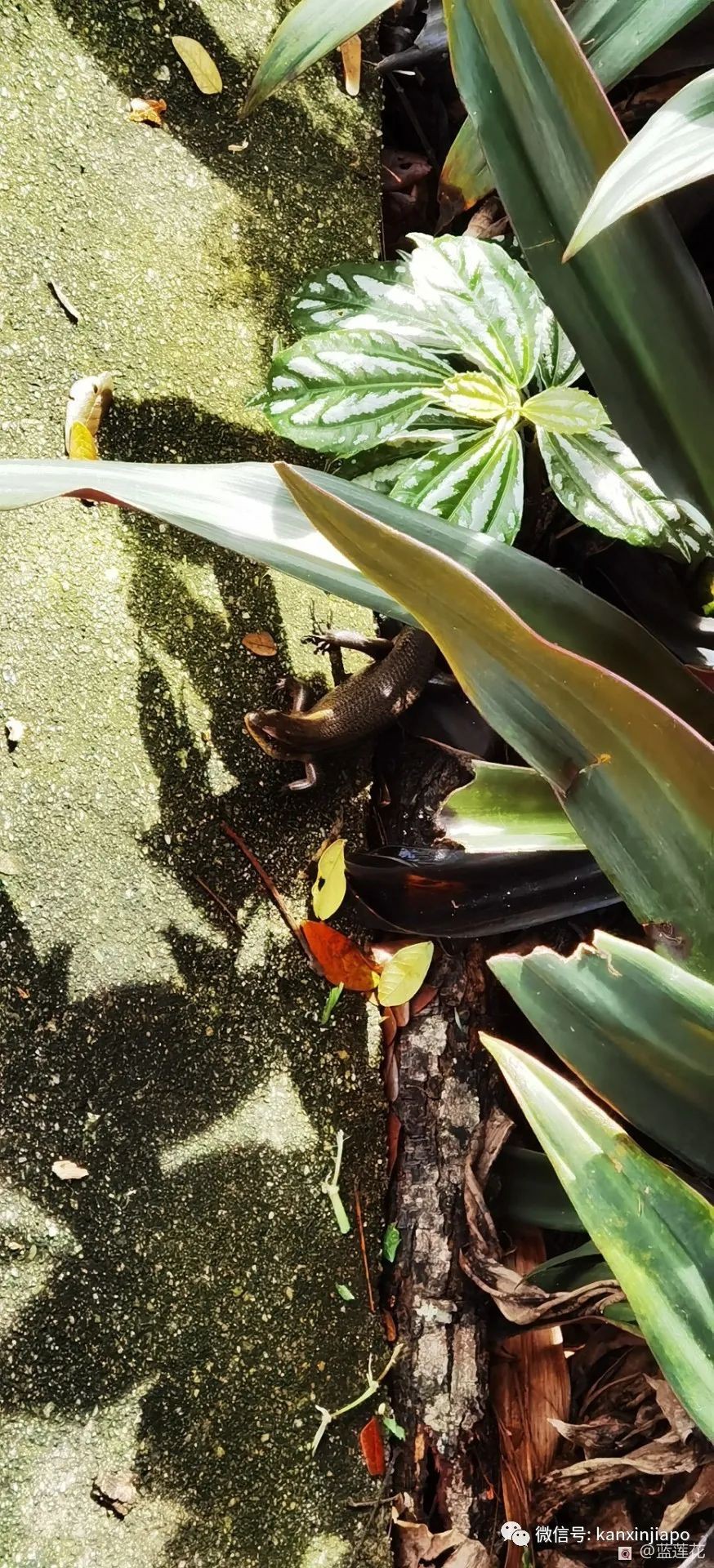 解鎖新加坡遛娃寶藏地:世界遺産植物園之兒童樂園